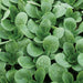 Corn Salad, (Mache) Greens, -- BoxGardenSeedsLLC -Gourmet/Native Greens - Seeds