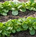 Corn Salad, (Mache) Greens, -- BoxGardenSeedsLLC -Gourmet/Native Greens - Seeds