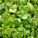 Miners Lettuce, Winter Purslane, - BoxGardenSeedsLLC -Gourmet/Native Greens - Seeds