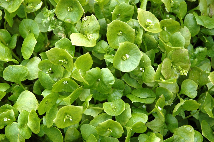 Miners Lettuce, Winter Purslane, - BoxGardenSeedsLLC -Gourmet/Native Greens - Seeds