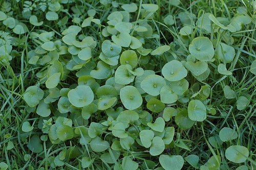 Miners Lettuce, Winter Purslane - BoxGardenSeedsLLC - Gourmet/Native Greens - Seeds - USA Seller, Thank you for shopping here today, Naturally Grown GMO Free Seeds, Heirloom Open Pollinated Seeds, Fresh Top Quality Premium Seeds, Fresh Heirloom Vegetable Seeds