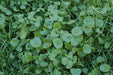 - BoxGardenSeedsLLC - Miners Lettuce, Winter Purslane, - Gourmet/Native Greens - Seeds