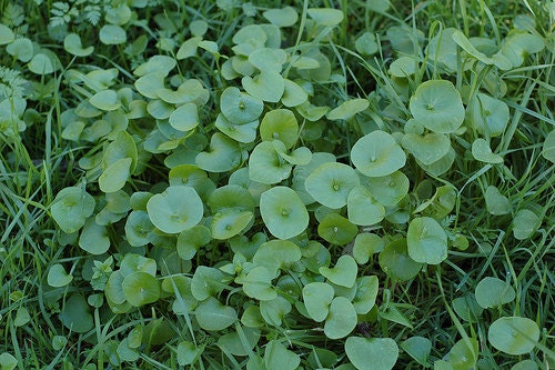 Miners Lettuce, Winter Purslane, -- BoxGardenSeedsLLC -Gourmet/Native Greens - Seeds