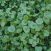 Miners Lettuce, Winter Purslane, - BoxGardenSeedsLLC -Gourmet/Native Greens - Seeds