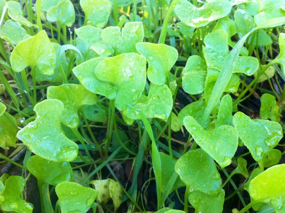 Miners Lettuce, Winter Purslane, -- BoxGardenSeedsLLC -Gourmet/Native Greens - Seeds