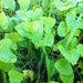 Miners Lettuce, Winter Purslane, - BoxGardenSeedsLLC -Gourmet/Native Greens - Seeds