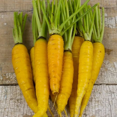 - BoxGardenSeedsLLC - Solar Yellow, Carrot, - ABS/Clearance Sale - Seeds