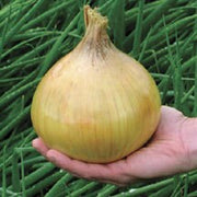 Ailsa Craig, Onion - BoxGardenSeedsLLC - Onions,Leeks - Seeds - USA Seller, Thank you for shopping here today, Naturally Grown GMO Free Seeds, Heirloom Open Pollinated Seeds, Fresh Top Quality Premium Seeds