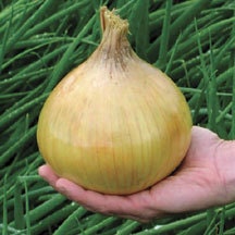 Ailsa Craig, Onion, -- BoxGardenSeedsLLC -Onions,Leeks - Seeds