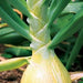 Ailsa Craig, Onion, - BoxGardenSeedsLLC -Onions,Leeks - Seeds