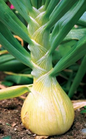 Ailsa Craig, Onion, -- BoxGardenSeedsLLC -Onions,Leeks - Seeds