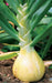 Ailsa Craig, Onion, -- BoxGardenSeedsLLC -Onions,Leeks - Seeds