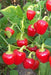 - BoxGardenSeedsLLC - Red Mini Bell, Sweet Bell Pepper, - Peppers,Eggplants - Seeds