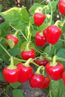 Red Mini Bell, Sweet Bell Pepper - BoxGardenSeedsLLC - Peppers,Eggplants - Seeds - USA Seller, Thank you for shopping here today, Naturally Grown GMO Free Seeds, Heirloom Open Pollinated Seeds, Fresh Top Quality Premium Seeds