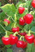 Red Mini Bell, Sweet Bell Pepper - BoxGardenSeedsLLC - Peppers,Eggplants - Seeds - USA Seller, Thank you for shopping here today, Naturally Grown GMO Free Seeds, Heirloom Open Pollinated Seeds, Fresh Top Quality Premium Seeds