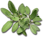 Broadleaf Garden Sage, Culinary & Medicinal Herbs - BoxGardenSeedsLLC - Culinary/Medicinal Herbs - Seeds - USA Seller, Thank you for shopping here today, Naturally Grown GMO Free Seeds, Heirloom Open Pollinated Seeds, Fresh Top Quality Premium Seeds