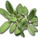 Broadleaf Garden Sage, Culinary & Medicinal Herbs, - BoxGardenSeedsLLC -Culinary/Medicinal Herbs - Seeds