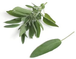 - BoxGardenSeedsLLC - Broadleaf Garden Sage, Culinary & Medicinal Herbs, - ABS/Clearance Sale - Seeds