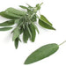 Broadleaf Garden Sage, Culinary & Medicinal Herbs, - BoxGardenSeedsLLC -Culinary/Medicinal Herbs - Seeds