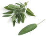 - BoxGardenSeedsLLC - Broadleaf Garden Sage, Culinary & Medicinal Herbs, - ABS/Clearance Sale - Seeds