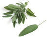 - BoxGardenSeedsLLC - Broadleaf Garden Sage, Culinary & Medicinal Herbs, - Culinary/Medicinal Herbs - Seeds