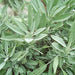 Broadleaf Garden Sage, Culinary & Medicinal Herbs, - BoxGardenSeedsLLC -Culinary/Medicinal Herbs - Seeds