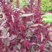 Red Garnet, Amaranth, - BoxGardenSeedsLLC -Gourmet/Native Greens - Seeds