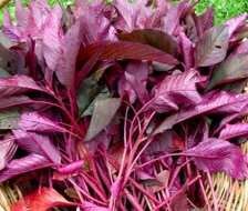 - BoxGardenSeedsLLC - Red Garnet, Amaranth, - Gourmet/Native Greens - Seeds