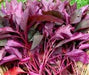 Red Garnet, Amaranth, -- BoxGardenSeedsLLC -Gourmet/Native Greens - Seeds