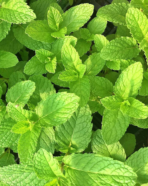 Mojito Mint, Culinary & Medicinal Herbs, - BoxGardenSeedsLLC - Culinary/Medicinal Herbs - Seeds - USA Seller, Thank you for shopping here today, Naturally Grown GMO Free Seeds, Heirloom Open Pollinated Seeds, Fresh Top Quality Premium Seeds