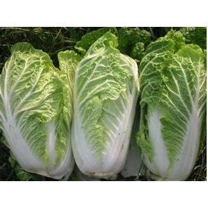 Michihili, Napa Chinese Cabbage - BoxGardenSeedsLLC - Cabbage, Kale - Seeds - USA Seller, Thank you for shopping here today, Naturally Grown GMO Free Seeds, Heirloom Open Pollinated Seeds, Fresh Top Quality Premium Seeds