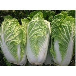 Michihili, Napa Chinese Cabbage, -- BoxGardenSeedsLLC -Cabbage, Kale - Seeds