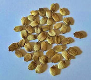 Green Skin, Bitter Melon - BoxGardenSeedsLLC - Squash,Pumpkins - Seeds - 