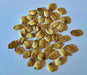 Green Skin, Bitter Melon - BoxGardenSeedsLLC - Squash,Pumpkins - Seeds - 