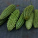 Green Skin, Bitter Melon, - BoxGardenSeedsLLC -Squash,Pumpkins - Seeds