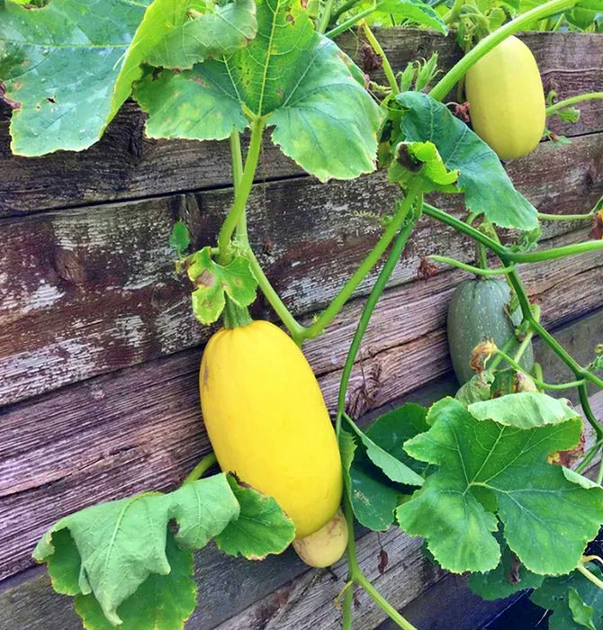 Spaghetti, Winter Squash, - BoxGardenSeedsLLC -Squash,Pumpkins - Seeds