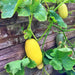 Spaghetti, Winter Squash, - BoxGardenSeedsLLC -Squash,Pumpkins - Seeds