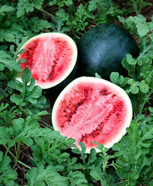 Sugar Baby, Watermelon - BoxGardenSeedsLLC -Melons, Cantaloupe - Seeds