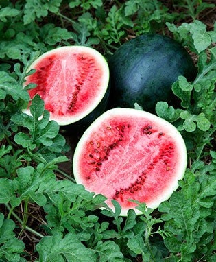 Sugar Baby, Watermelon, -- BoxGardenSeedsLLC -Melons, Cantaloupe - Seeds