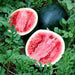 Bush Sugar Baby, Watermelon, - BoxGardenSeedsLLC -Melons, Cantaloupe - Seeds