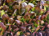 - BoxGardenSeedsLLC - Cimmaron Romaine, Lettuce, - Lettuce - Seeds