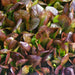 Yugoslavian Red, Lettuce - BoxGardenSeedsLLC -Lettuce - Seeds