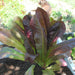 Cimmaron Romaine, Lettuce, - BoxGardenSeedsLLC -Lettuce - Seeds