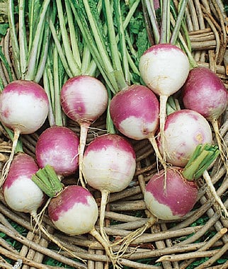 - BoxGardenSeedsLLC - Purple Top White Globe Turnip - Beets,Turnips,Parsnips - Seeds