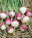 - BoxGardenSeedsLLC - Purple Top White Globe Turnip - Beets,Turnips,Parsnips - Seeds