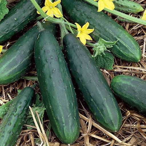 Spacemaster 80 Cucumber -- BoxGardenSeedsLLC -Cucumbers - Seeds