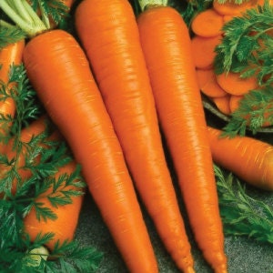 Imperator 58, Carrot, -- BoxGardenSeedsLLC -Carrots - Seeds