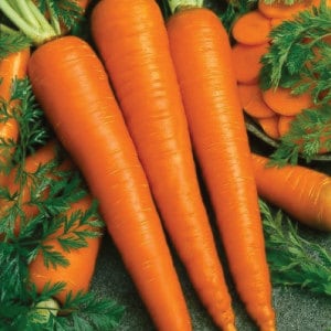 - BoxGardenSeedsLLC - Imperator 58, Carrot, - Carrots - Seeds