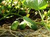 - BoxGardenSeedsLLC - Bushy, Cucumber, - Cucumbers - Seeds