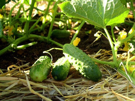 - BoxGardenSeedsLLC - Bushy, Cucumber, - Cucumbers - Seeds